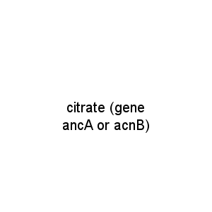 citrate (gene ancA or acnB)